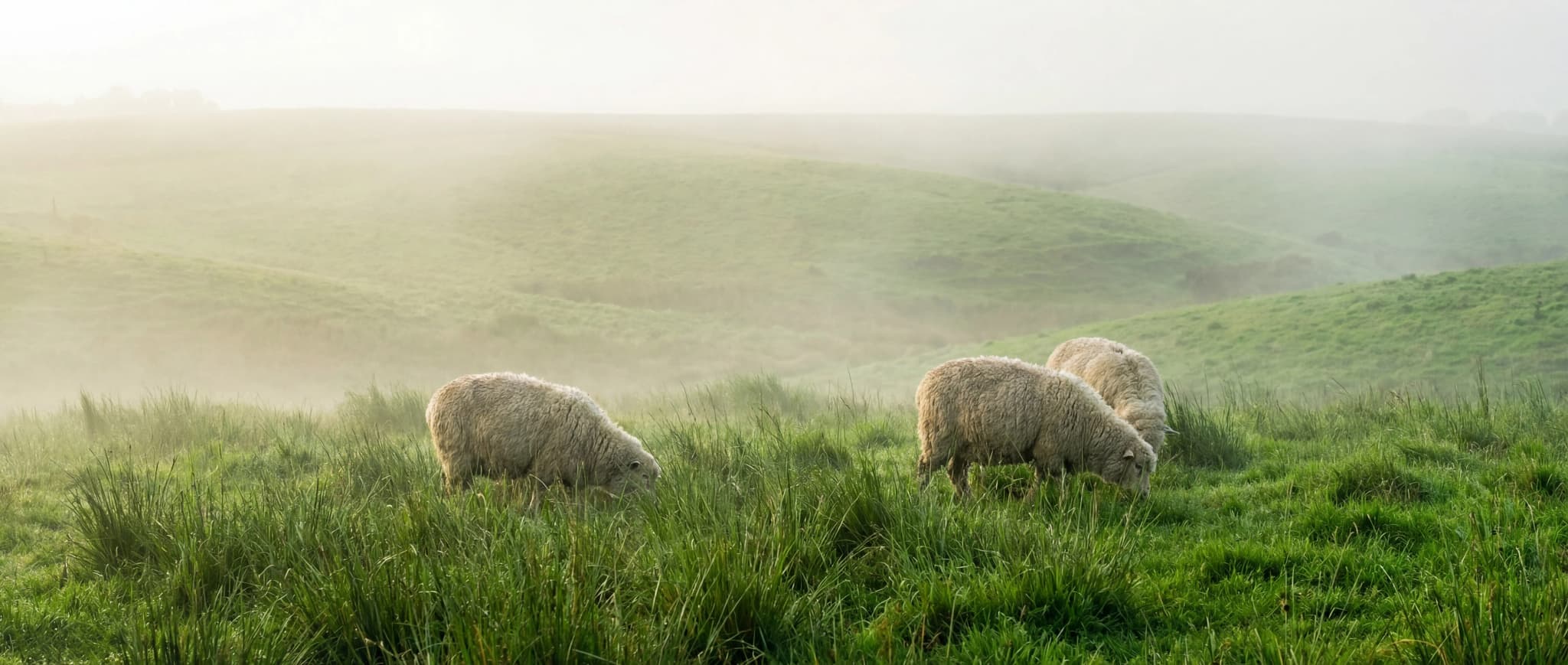 Sustainability is Our Essence